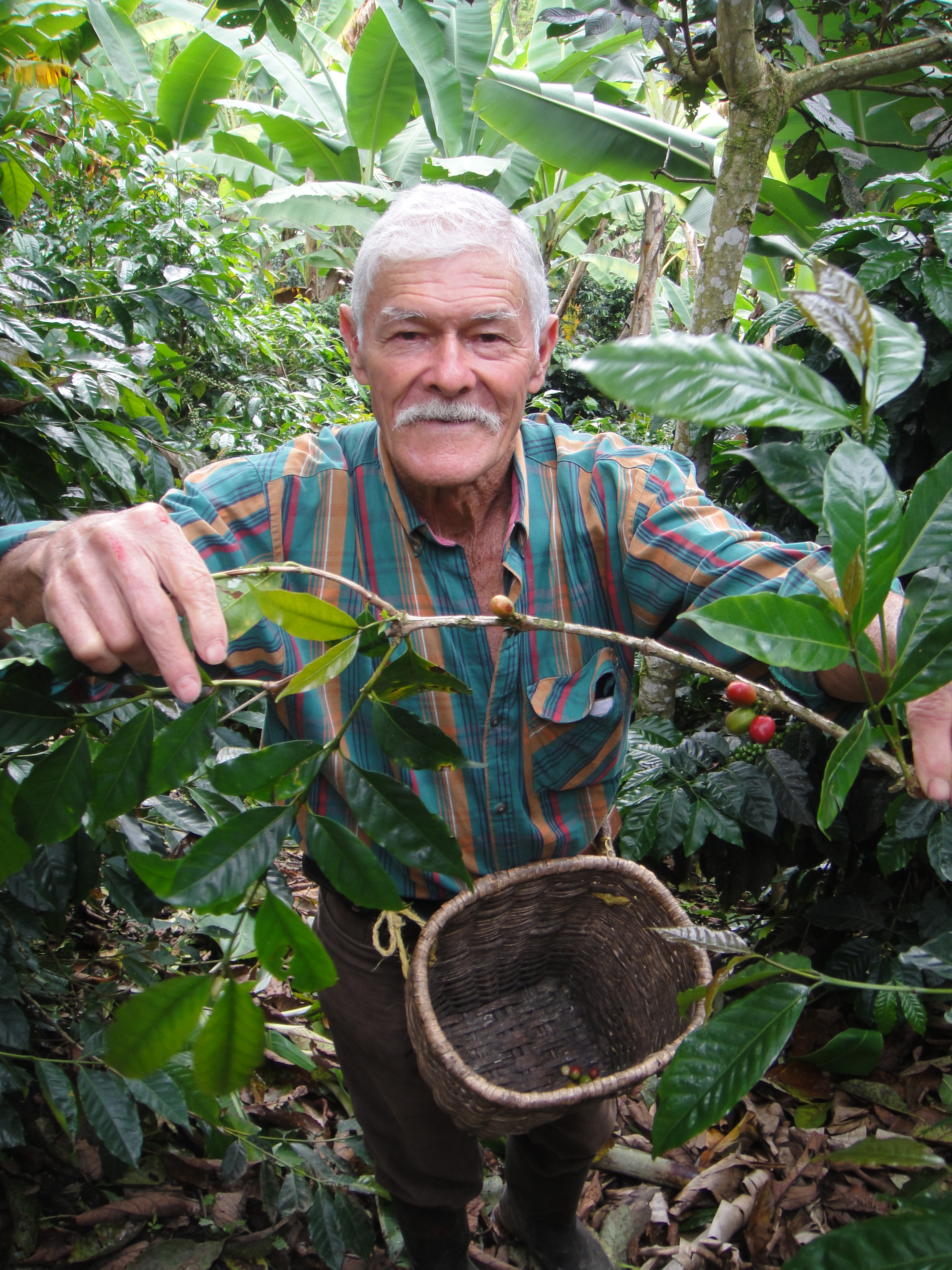 colombian coffee plantations