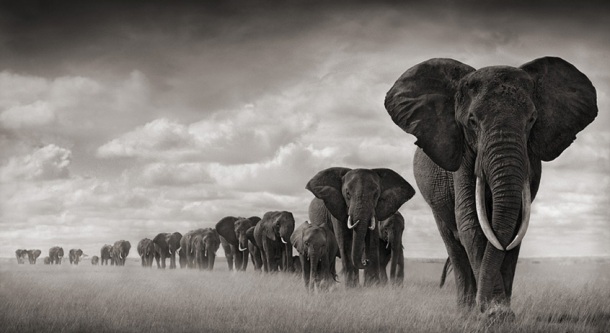 Nick-Brandt-elephants